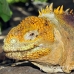 iguana_land_nsey_h_0027_ecu0221.jpg